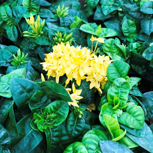 Combos of 4 Bushy Creepers - Jungle Flame Yellow + Japanese Honeysuckle +Betel Leaf + Morning Calm - myBageecha