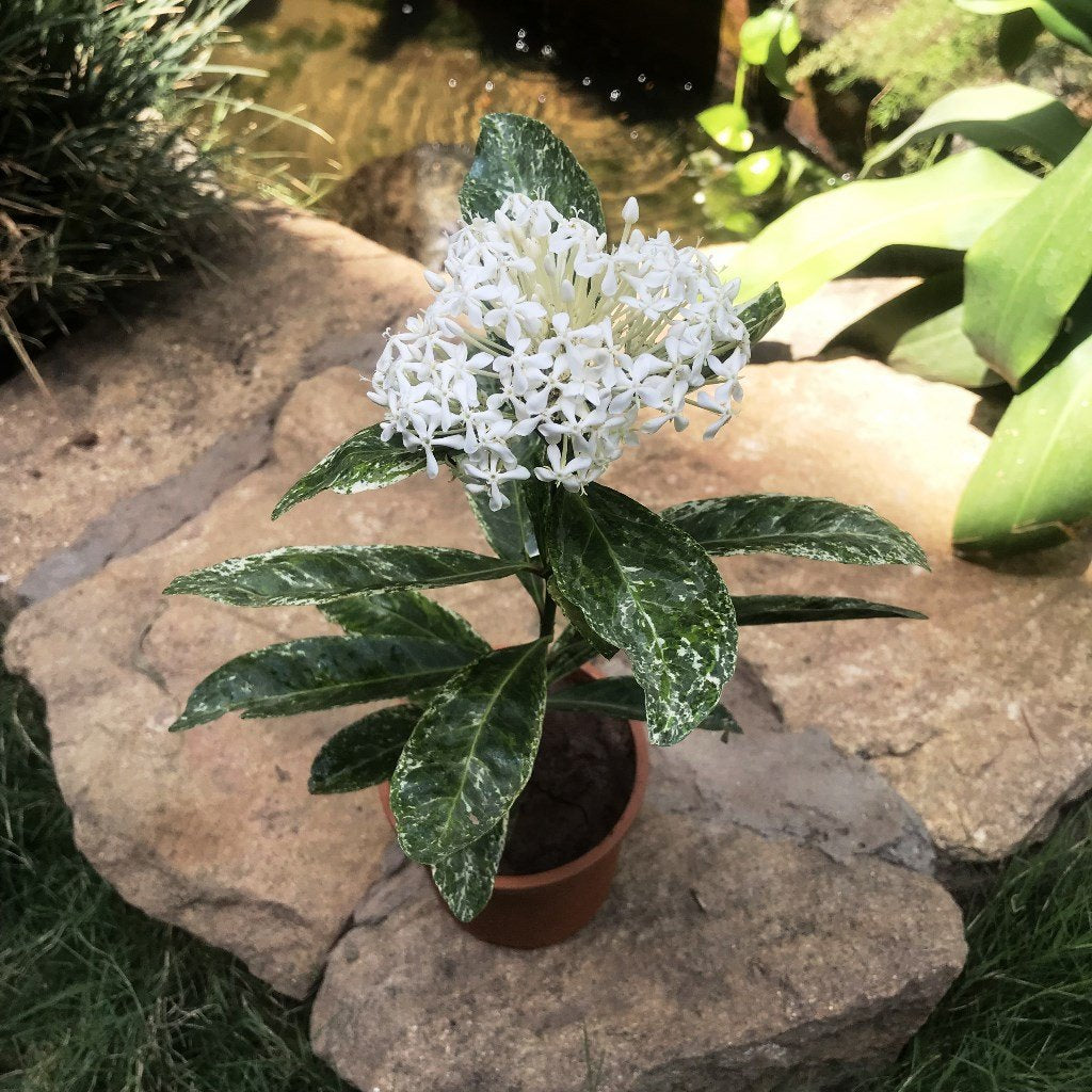 Ixora Parviflora Variegated Plant - myBageecha