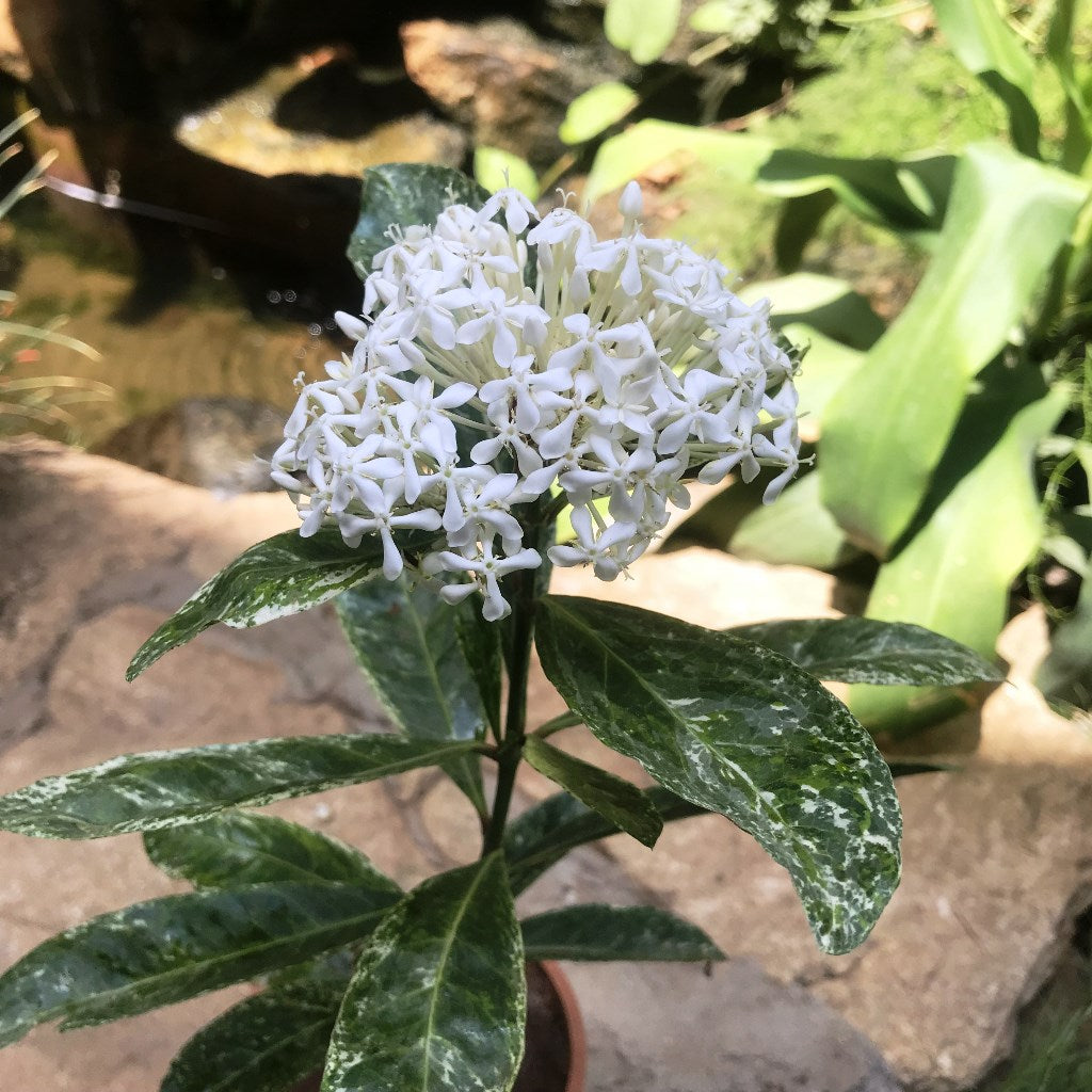 Ixora Parviflora Variegated Plant - myBageecha