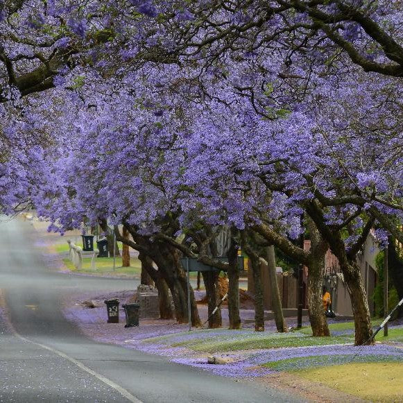 Jacaranda Mimosifolia - Mimosa Jacarnanda - myBageecha