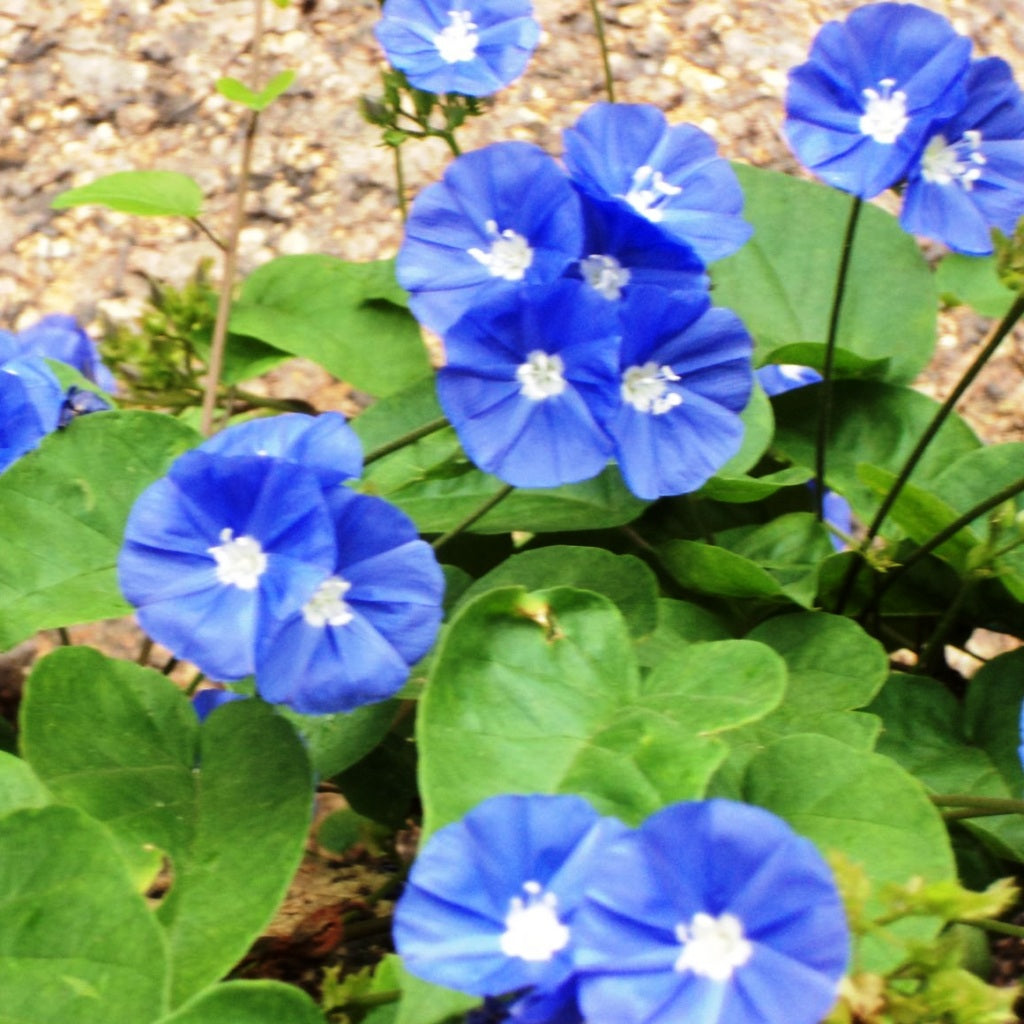 Sky Blue Cluster Vine Plant - myBageecha