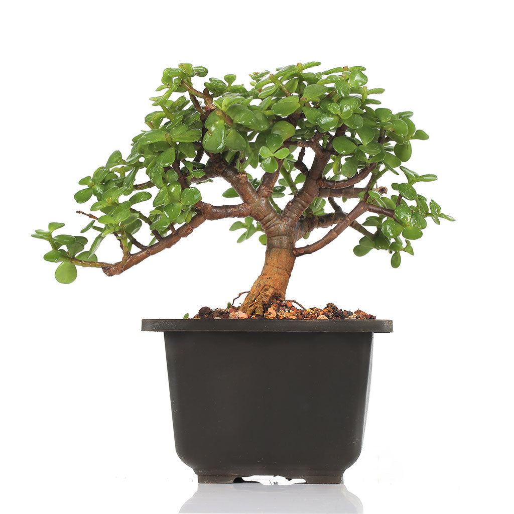 Bonsai Dwarf Jade Plant - myBageecha