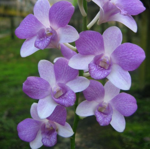 Den. Jairak Blue Star - myBageecha