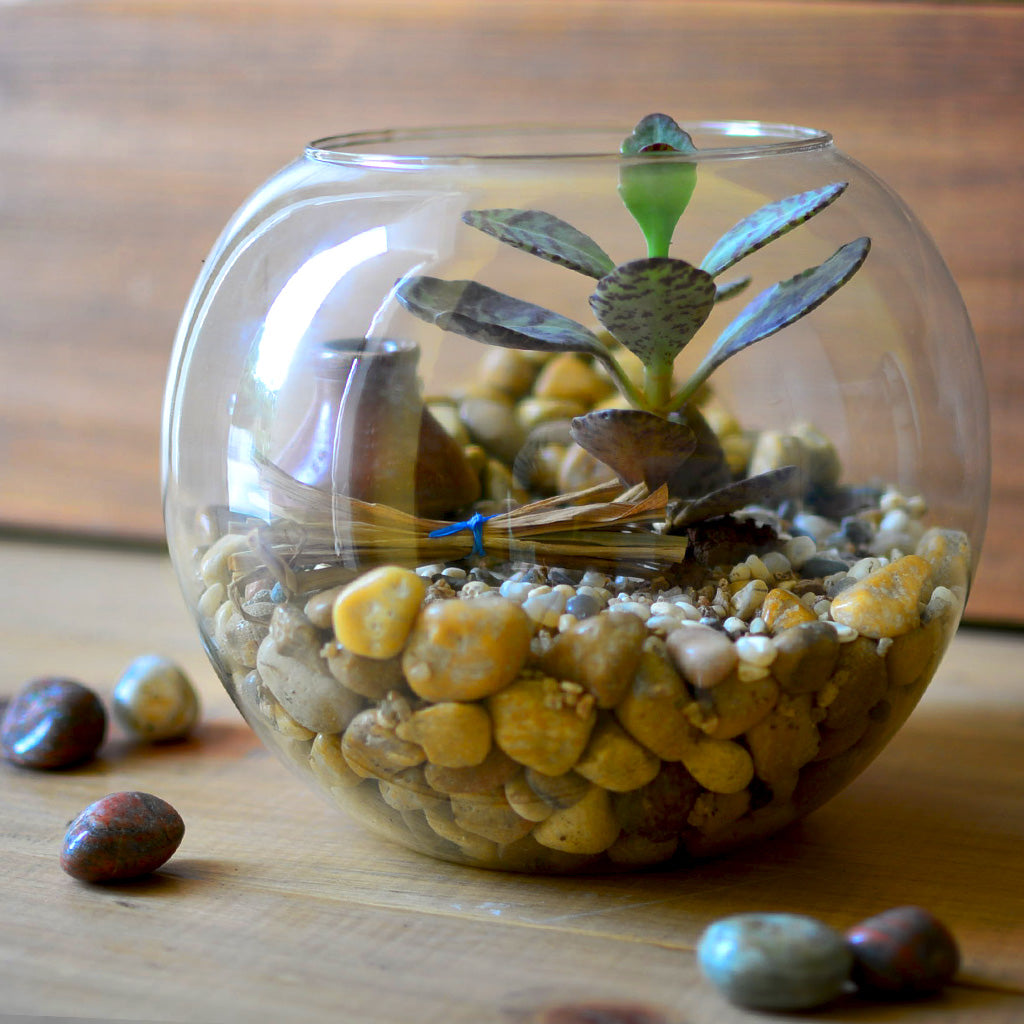 The Jaisalmer Ridge Terrarium Kit - myBageecha