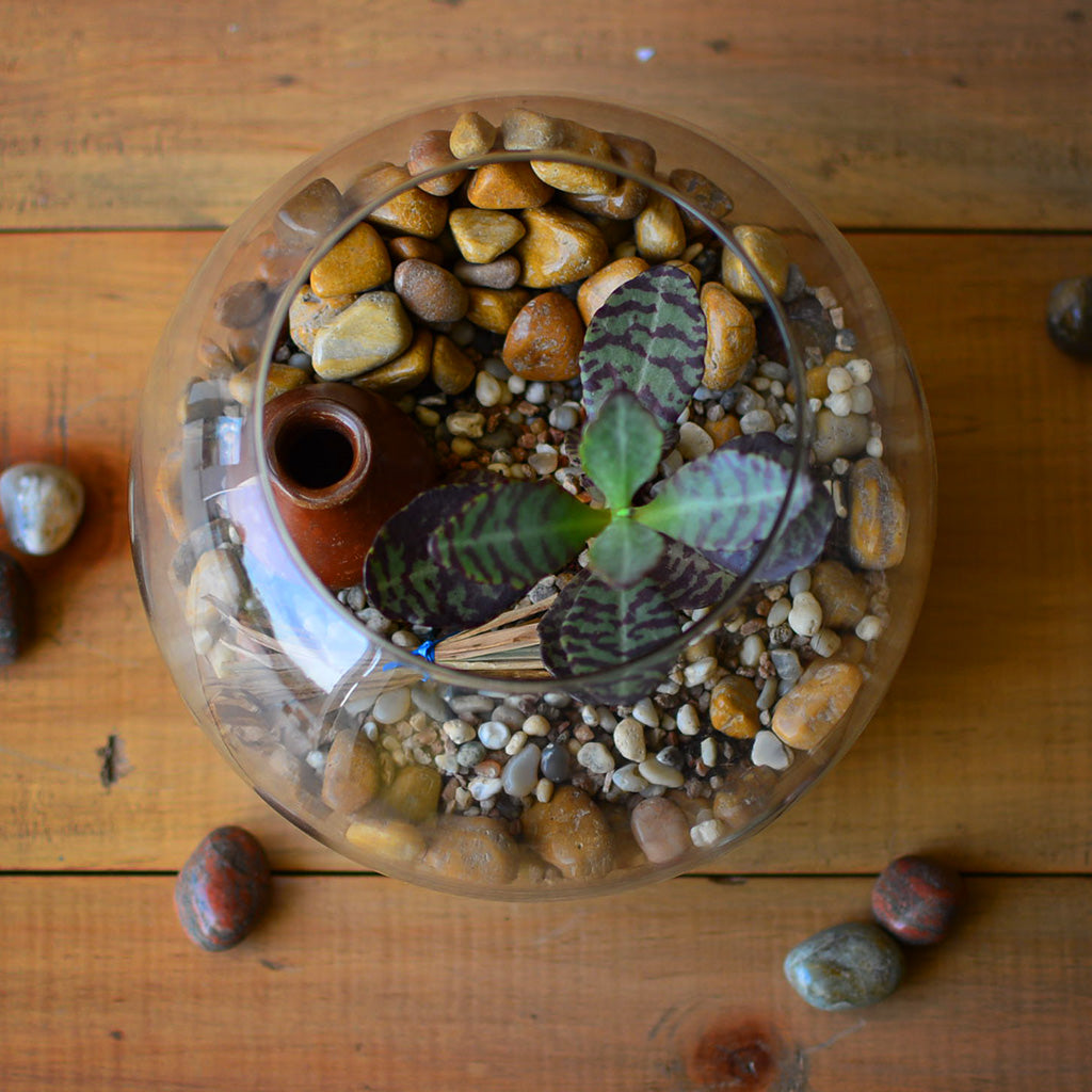 The Jaisalmer Ridge Terrarium Kit - myBageecha