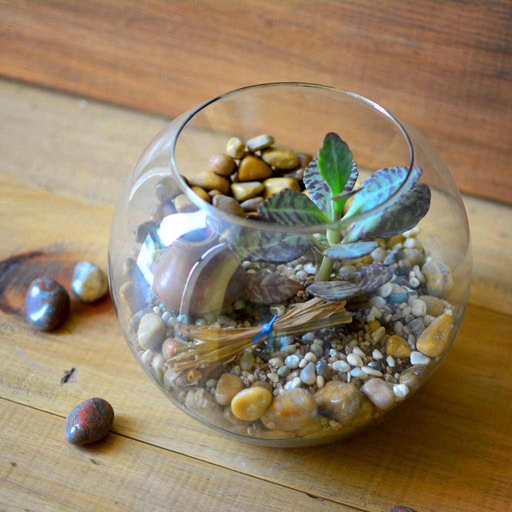 The Jaisalmer Ridge Terrarium Kit - myBageecha