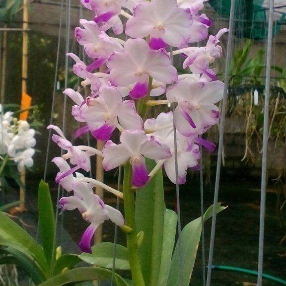 Janice Allison - myBageecha