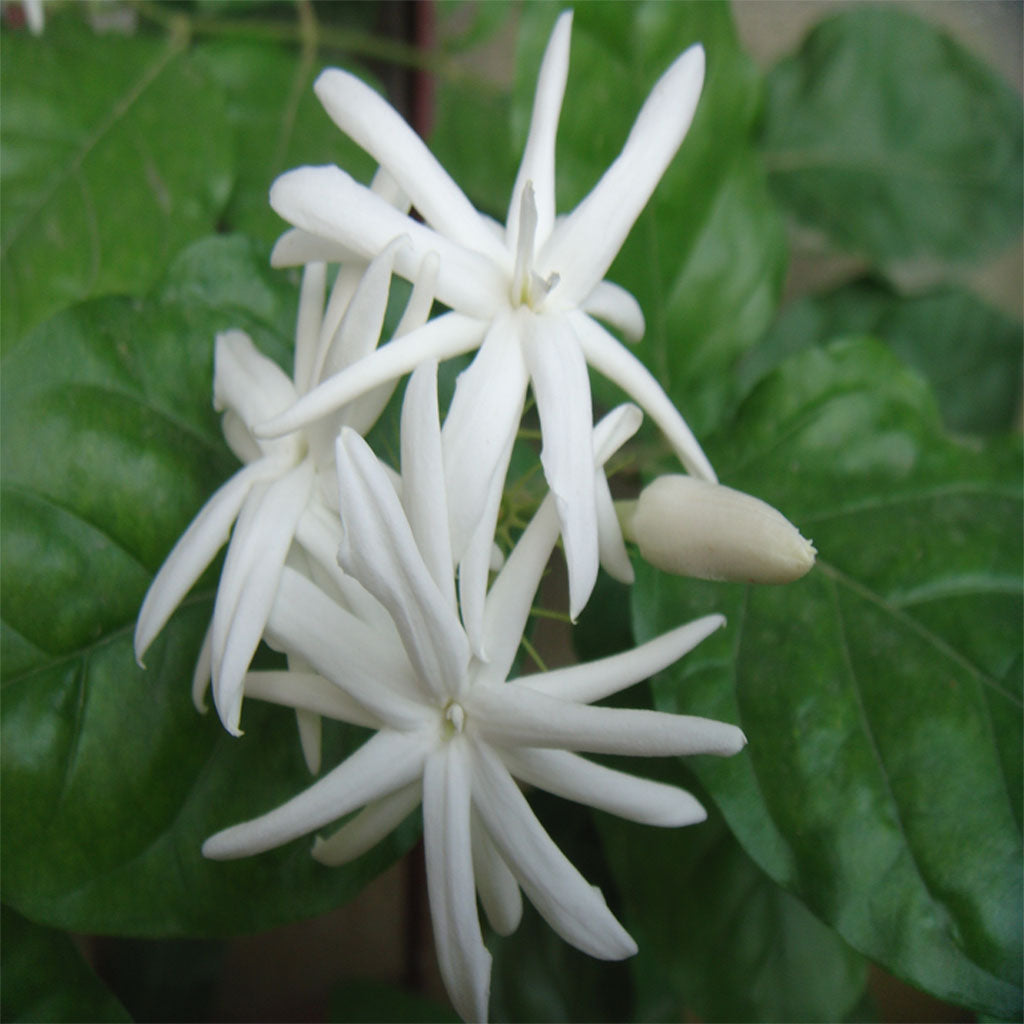 Jasmine Sambac Belle of India Plant - myBageecha