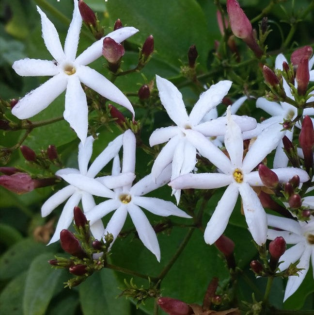 Jasminum Dichotomum Plant - myBageecha