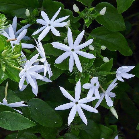 Jasminum Multiflorum Plants myBageecha - myBageecha