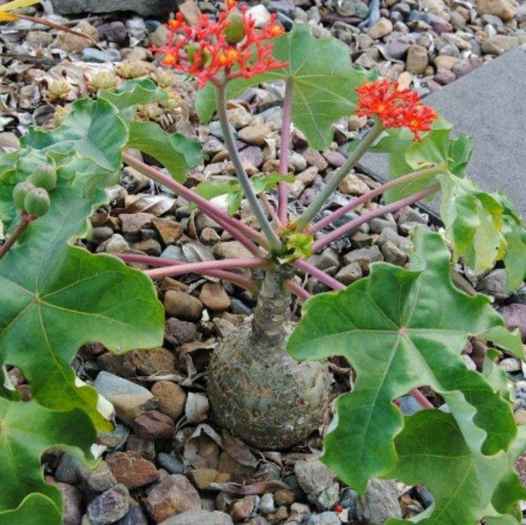 Jatropha Podagrica Compacta Cactus Plant - myBageecha