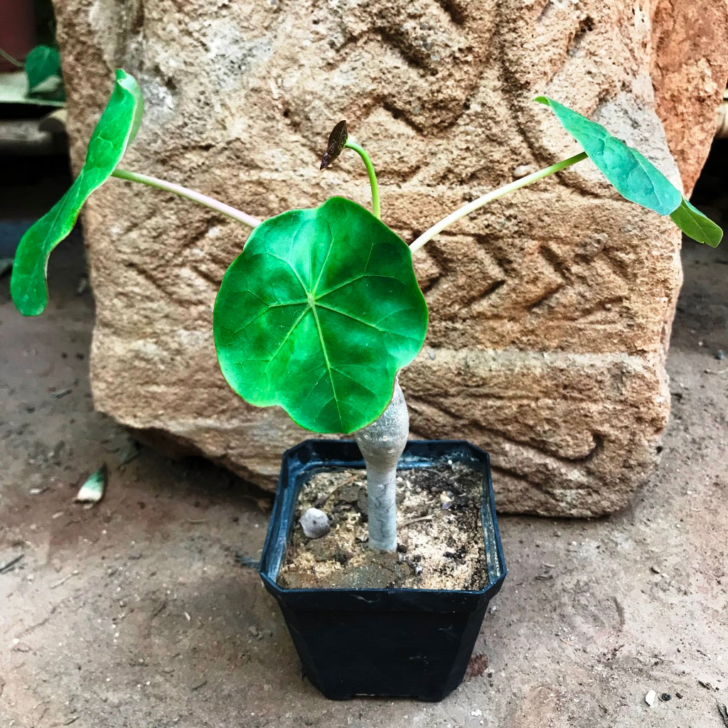 Jatropha Podagrica Compacta Cactus Plant - myBageecha