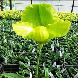 Jollix Land X Yiying Spring Mist Plants myBageecha - myBageecha