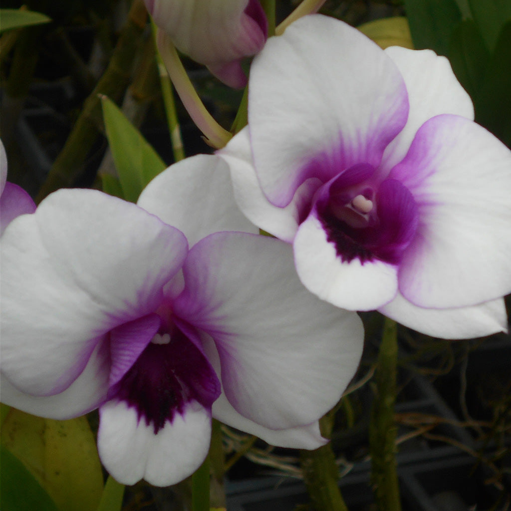 Den. Jub Jub Dragon Eye - myBageecha