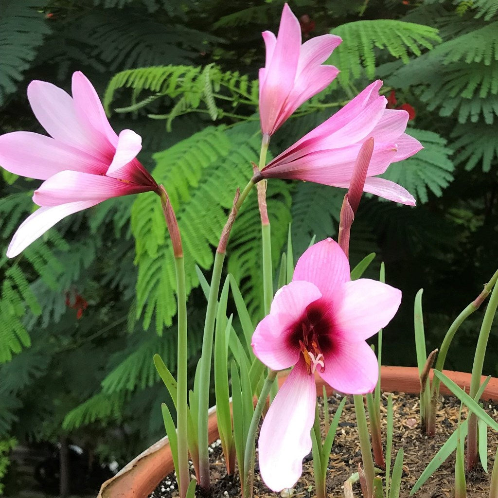 Rain Lily 'Jumbo' (Bulbs) - myBageecha