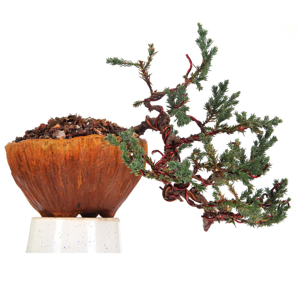Bonsai Juniper Prostrata Casca for tranquil corners