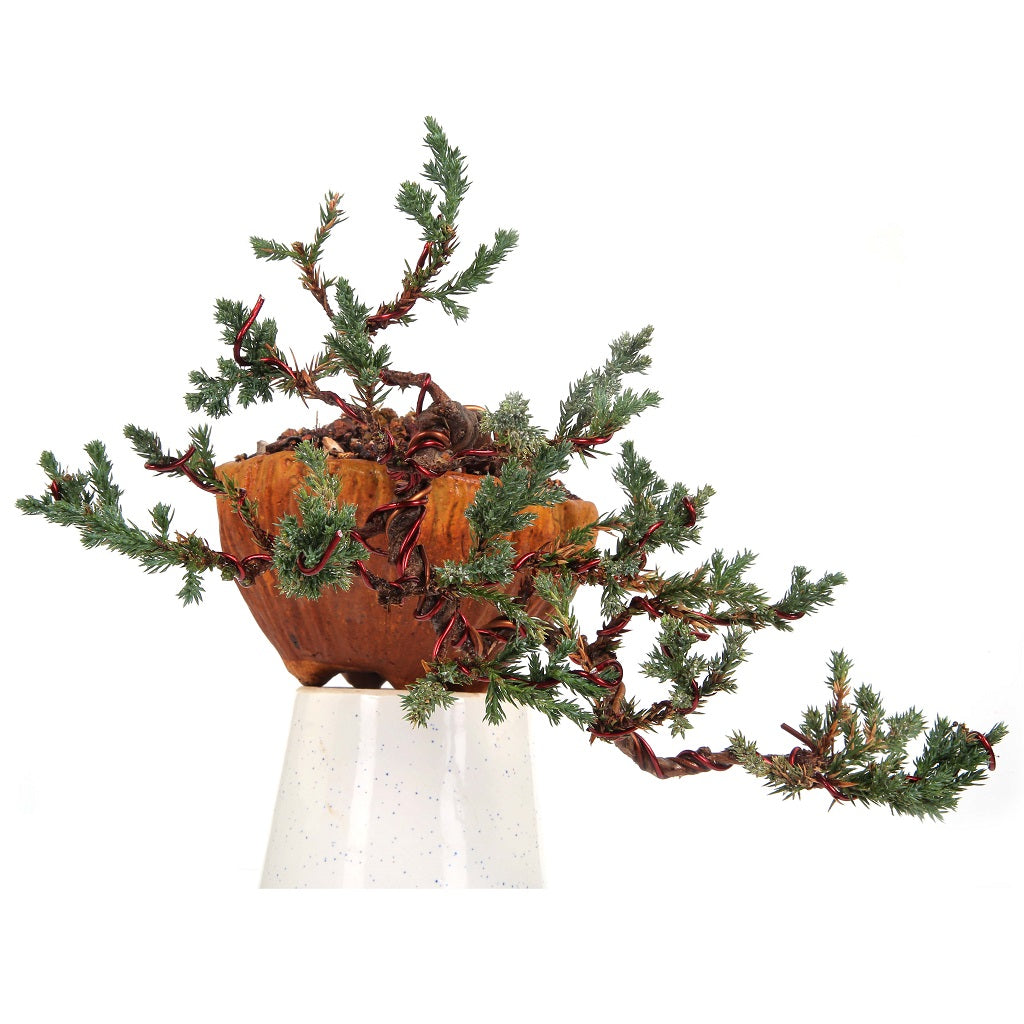 Bonsai Juniper Prostrata Casca with needle-like leaves