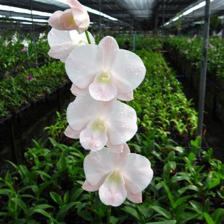 Den. Junkum - myBageecha