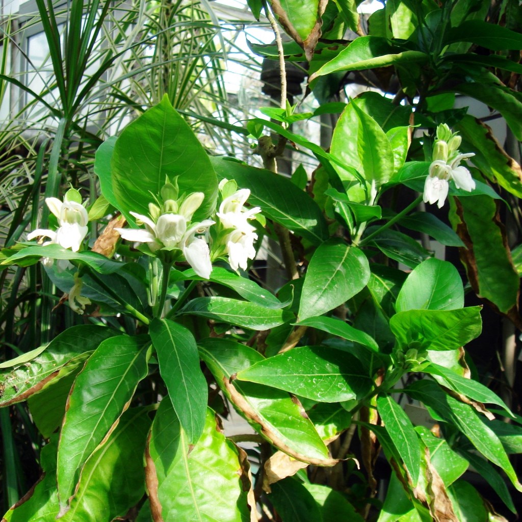 Justica Adhatoda Aradusi Plant - myBageecha