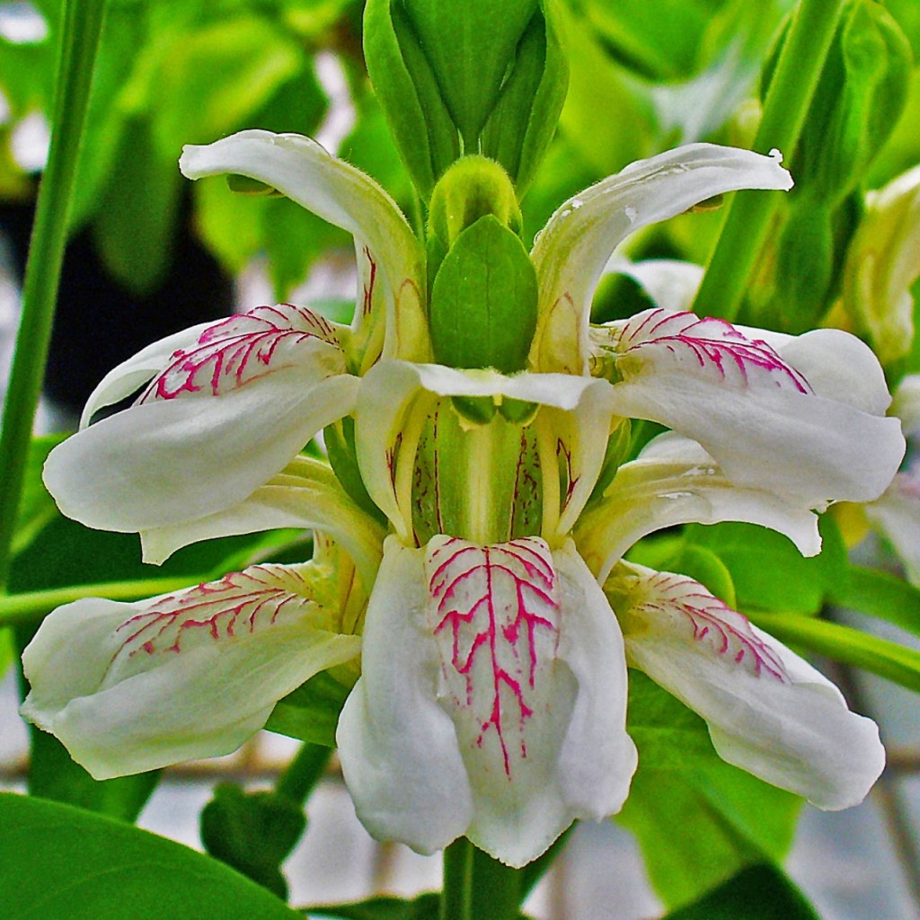 Justica Adhatoda Aradusi Plant - myBageecha