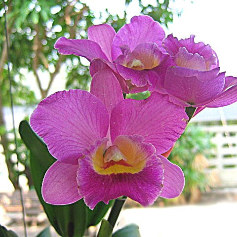 Catt. Rlc. Jairak Boy - myBageecha