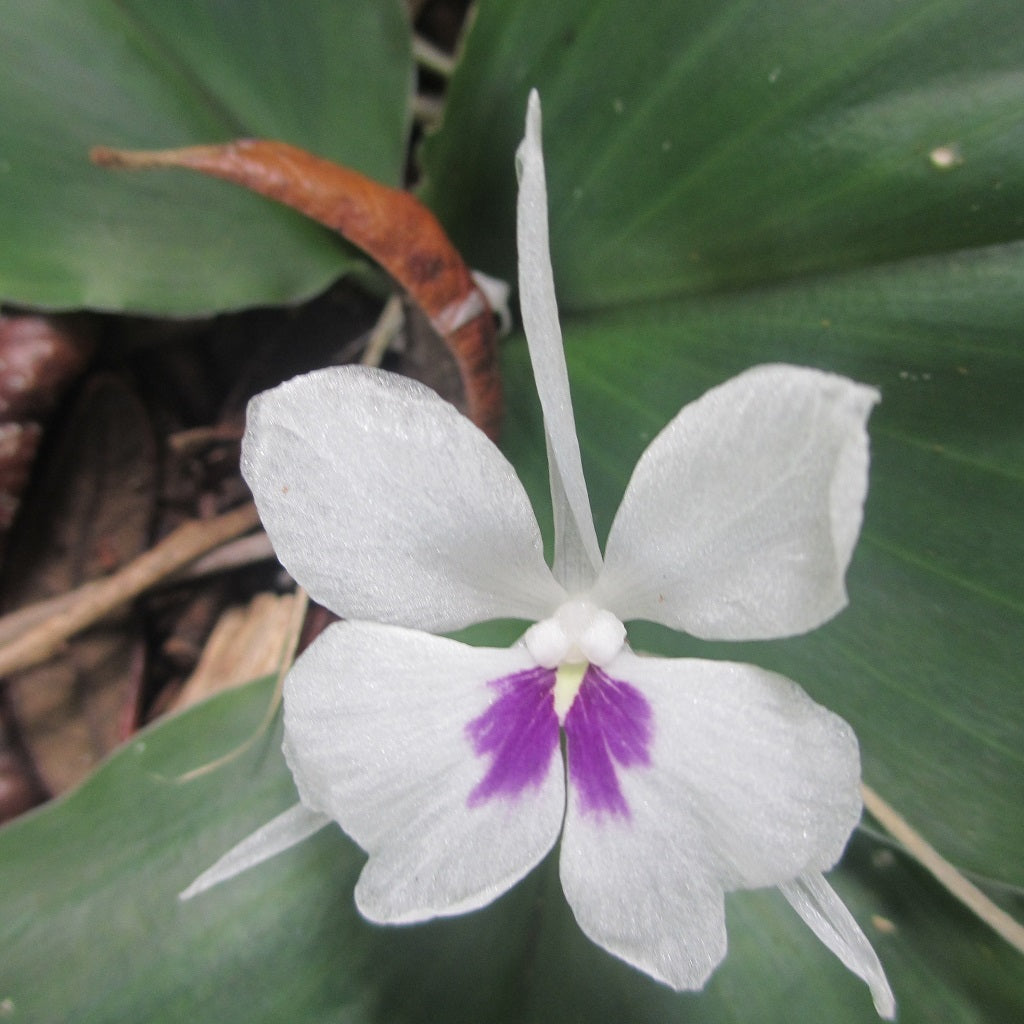 Kaempferia Galanga Sand Ginger Plant - myBageecha