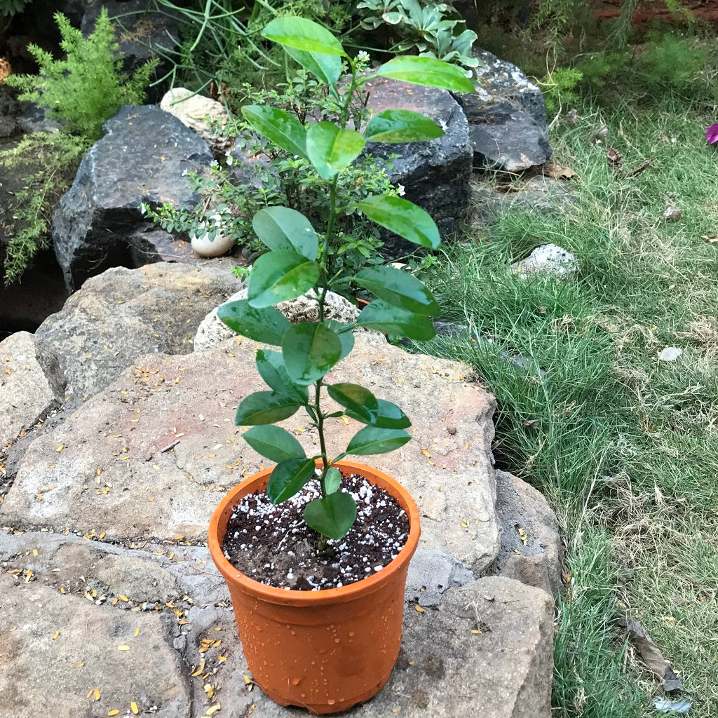 Citrus Lemon Tissue Culture Plant - myBageecha