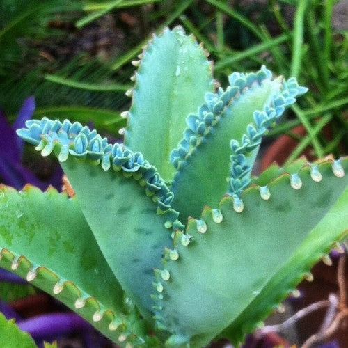 million plant succulent Kalanchoe Laetivirens – Mother of Millions Succulent Plant
