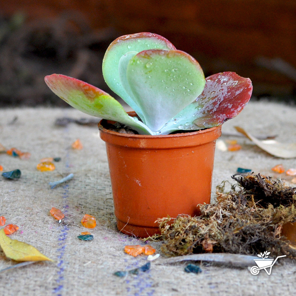 Kalanchoe Luciae Cotyleden Plants myBageecha - myBageecha