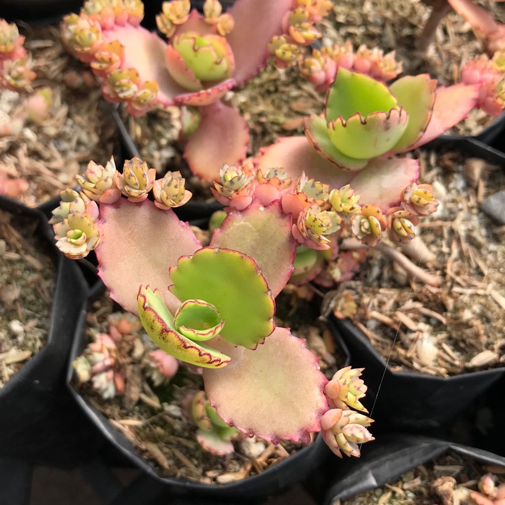 Kalanchoe Pinnata Patharchatta Succulent Plant - myBageecha