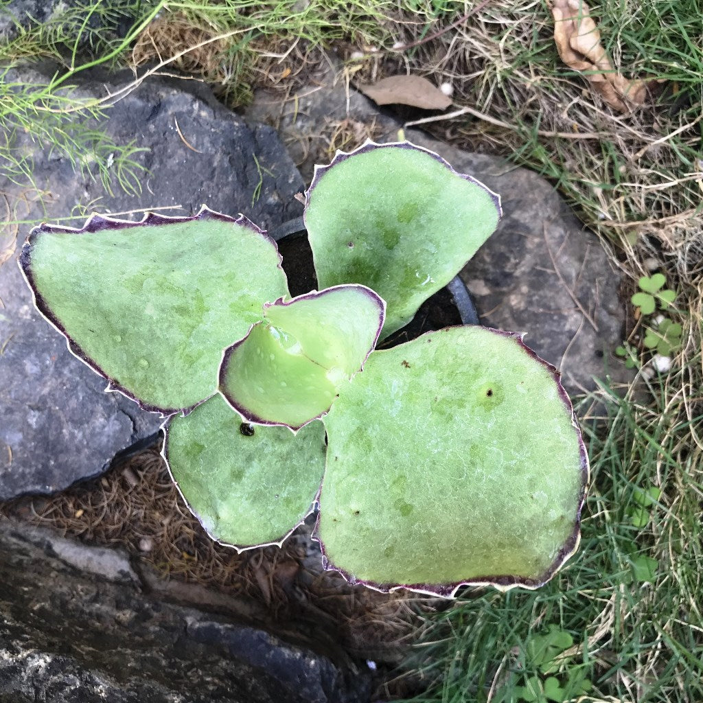 Kalanchoe Synsepala Succulent Plant - myBageecha