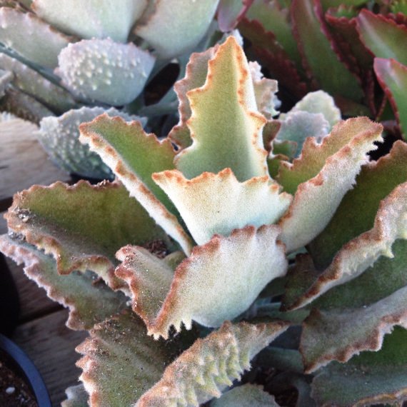 Kalanchoe Beharensis Fang Succulent Plant - myBageecha