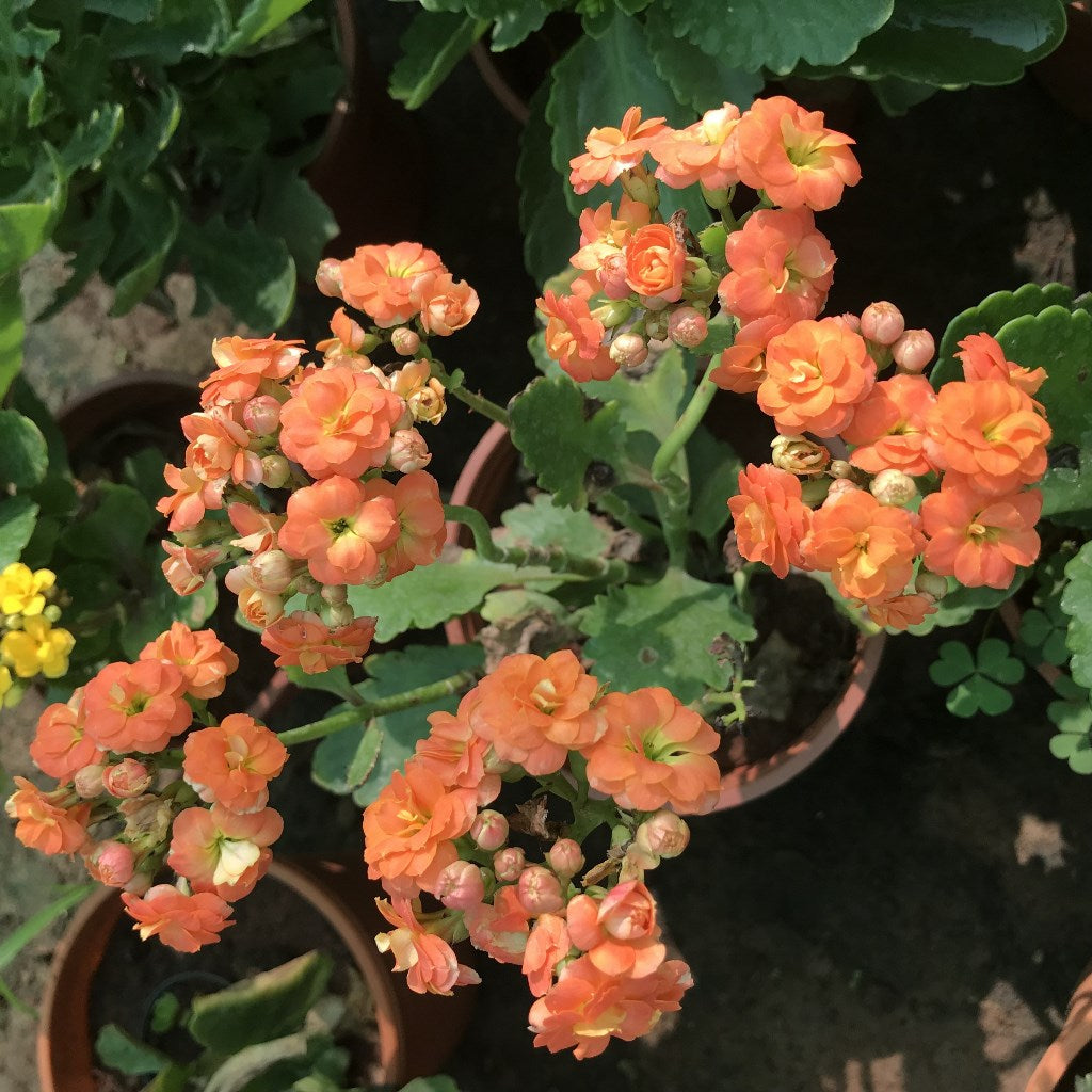 Kalanchoe Calandiva Moreno Succulent Plant - myBageecha