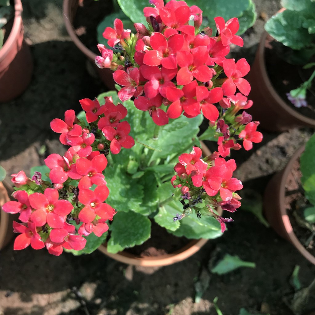 Kalanchoe blossfeldiana Kerinci Succulent Plant - myBageecha