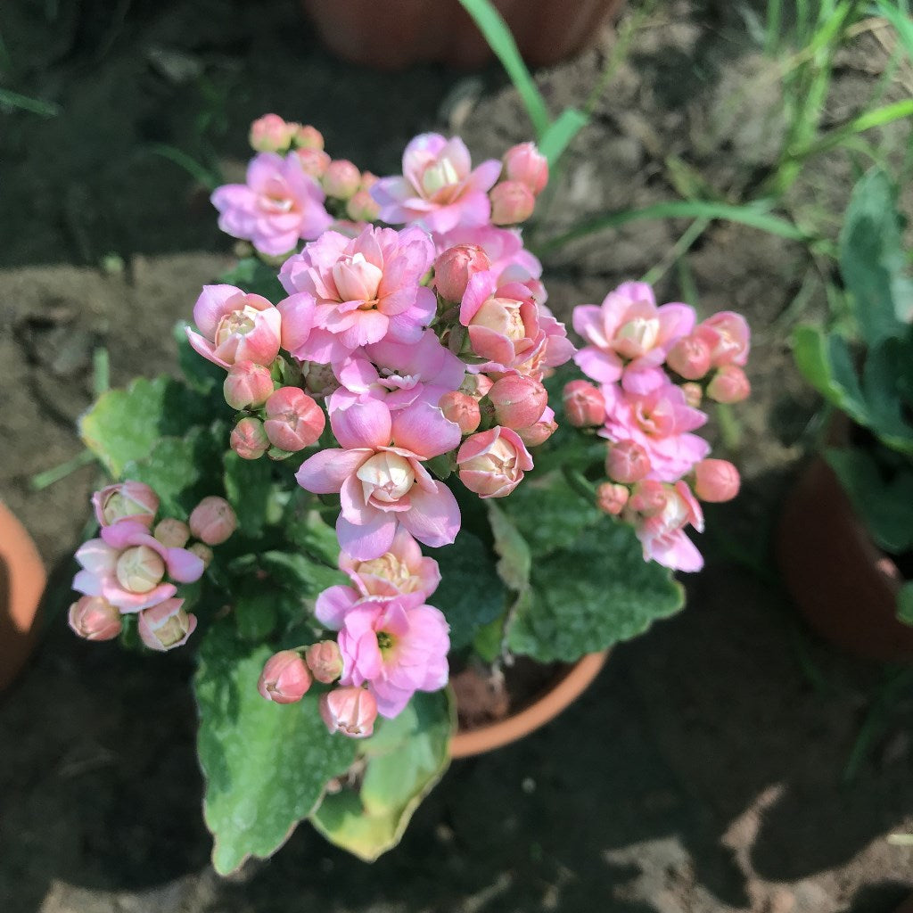 Kalanchoe Calandiva Empress Succulent Plant - myBageecha