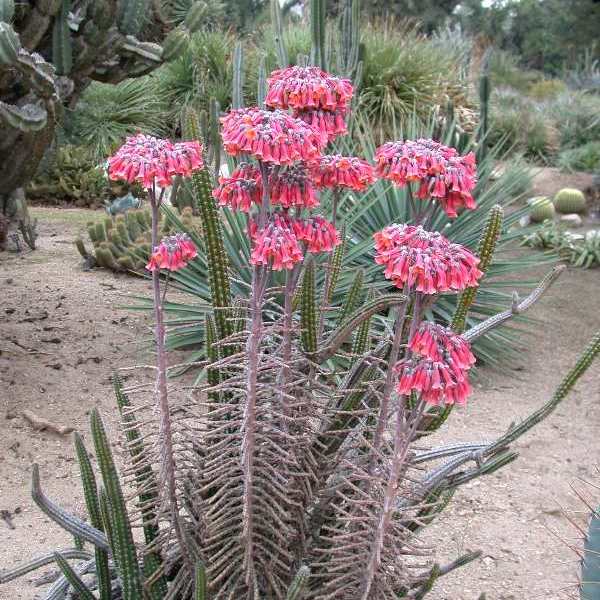 succulent plant kalanchoe Kalanchoe Delagoensis – Decorative Succulent Plant
