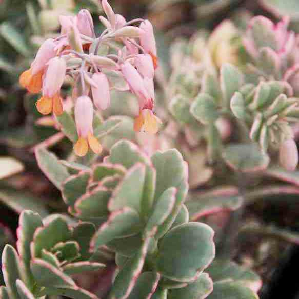 variegated kalanchoe succulent Kalanchoe Fedtschenkoi Variegata – Decorative Succulent Plant
