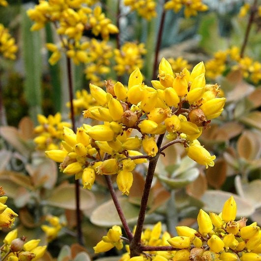 yellow kalanchoe succulent plant Kalanchoe Orgyalis – Decorative Succulent Plant