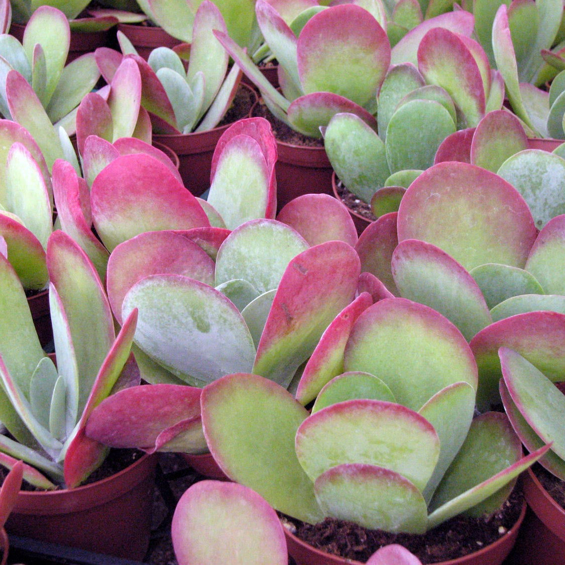 Kalanchoe Luciae Cotyleden Plants myBageecha - myBageecha