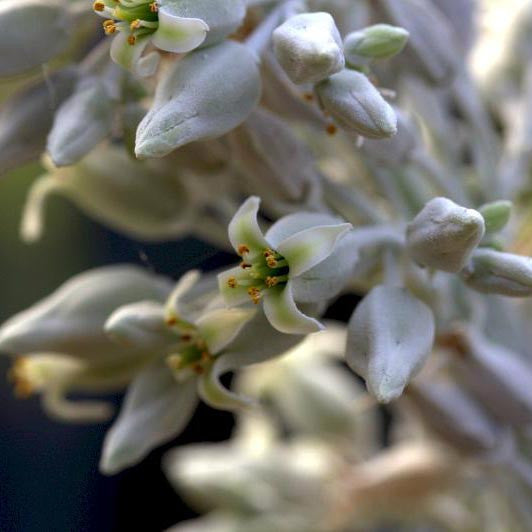 Kalanchoe Luciae Cotyleden Plants myBageecha - myBageecha