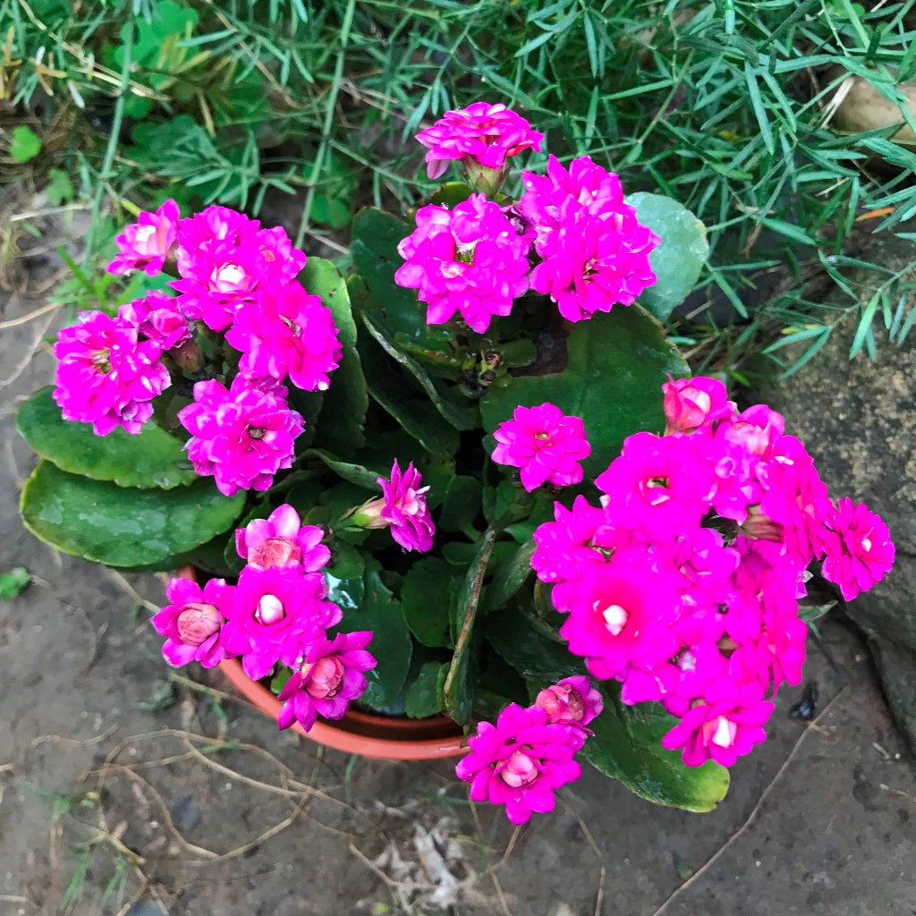 Kalanchoe Calandiva Leonardo Succulent Plant - myBageecha