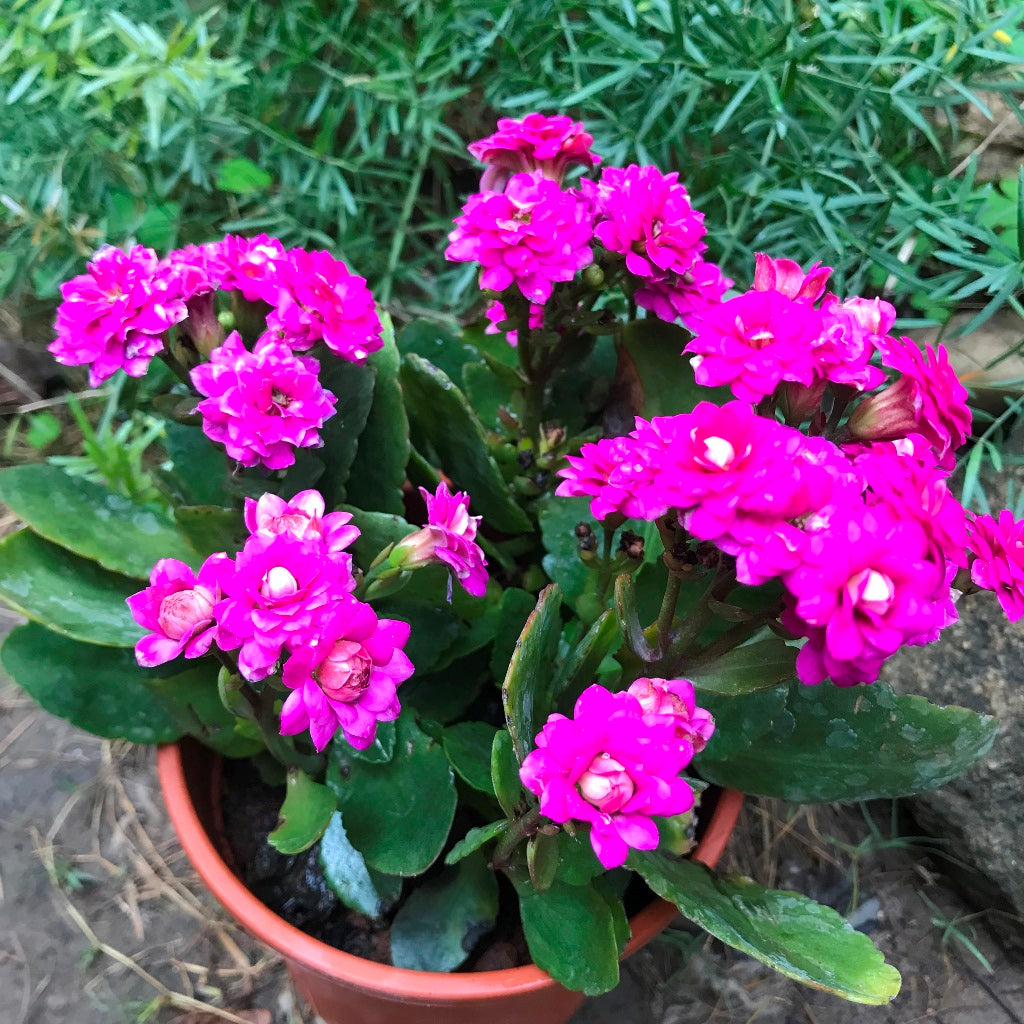 calandiva succulent plant Kalanchoe Calandiva Leonardo Succulent Plant