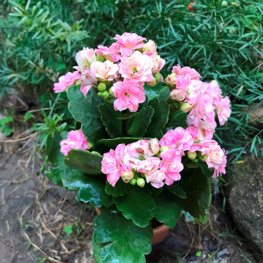 Kalanchoe Calandiva Empress Succulent Plant - myBageecha