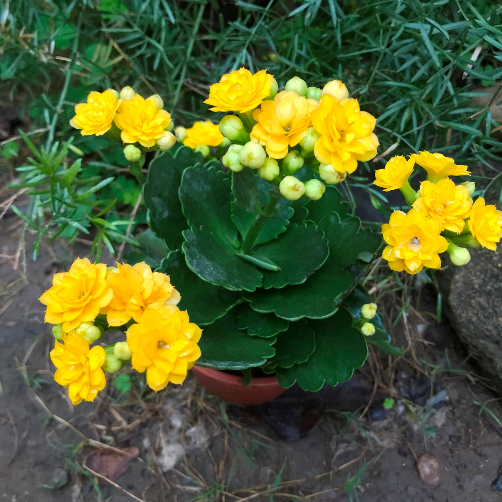 Kalanchoe Calandiva Jamaica Succulent Plant - myBageecha