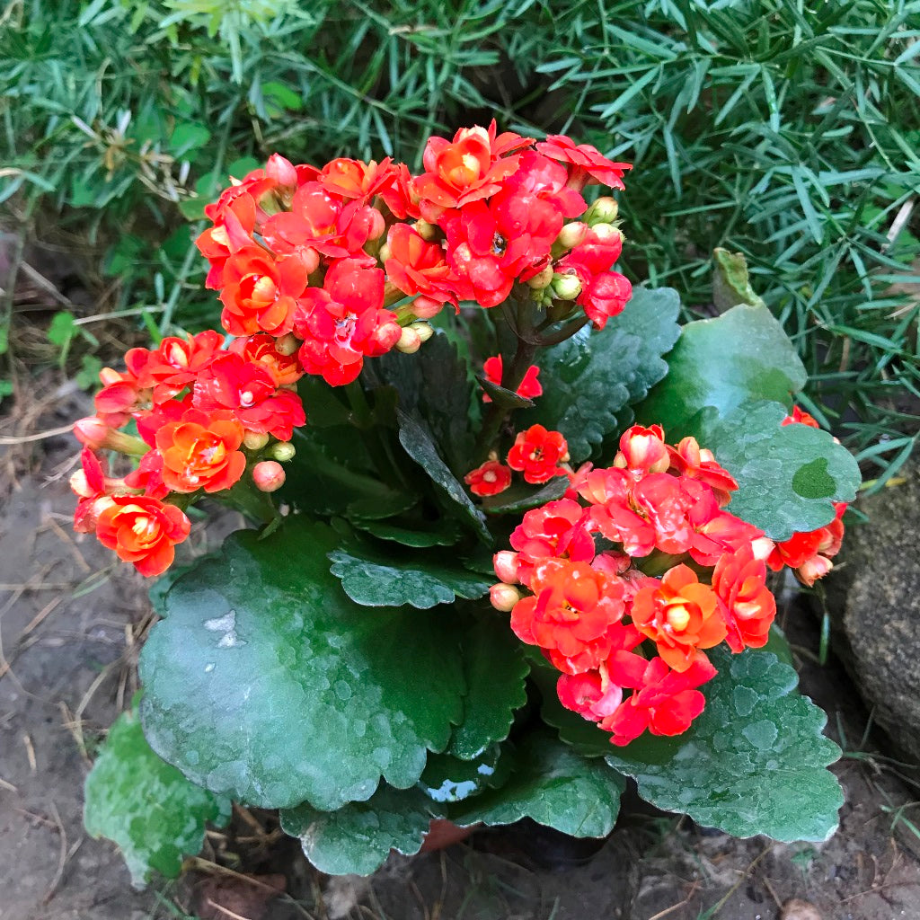 Kalanchoe Calandiva Moreno Succulent Plant - myBageecha