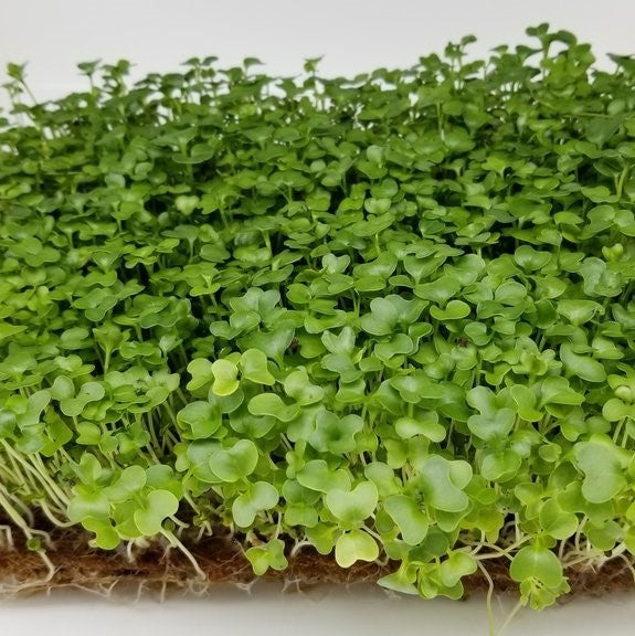 Kale Microgreens Seeds for kitchen counters - myBageecha