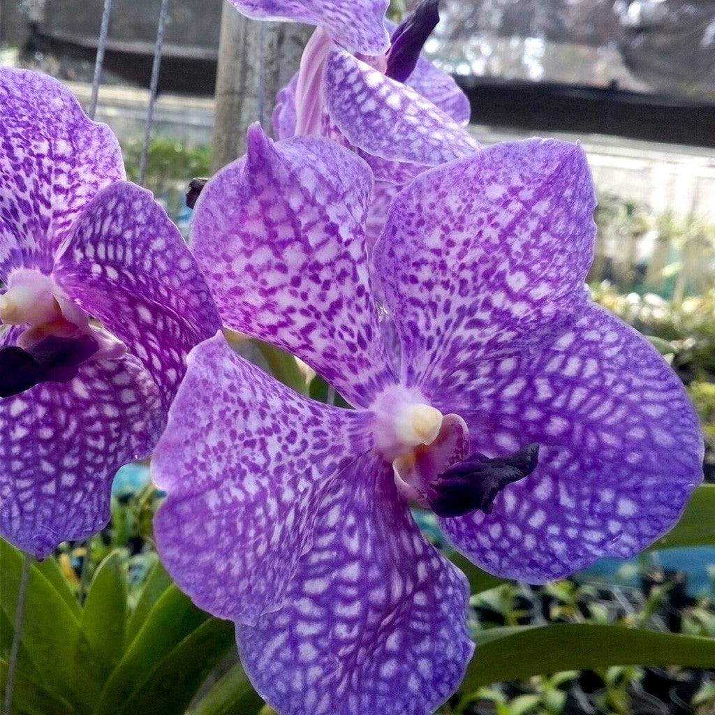 Katsulea X Dr. Anek Plants myBageecha - myBageecha