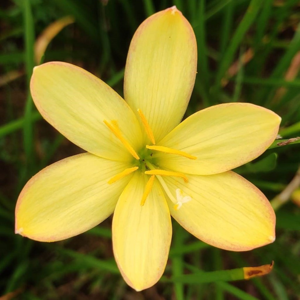 Rain Lily 'King Ransom' (Bulbs) - myBageecha