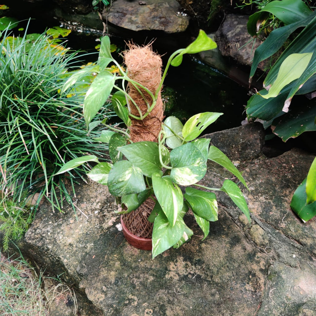 Kokedama Trellis Golden Pothos Plant - myBageecha