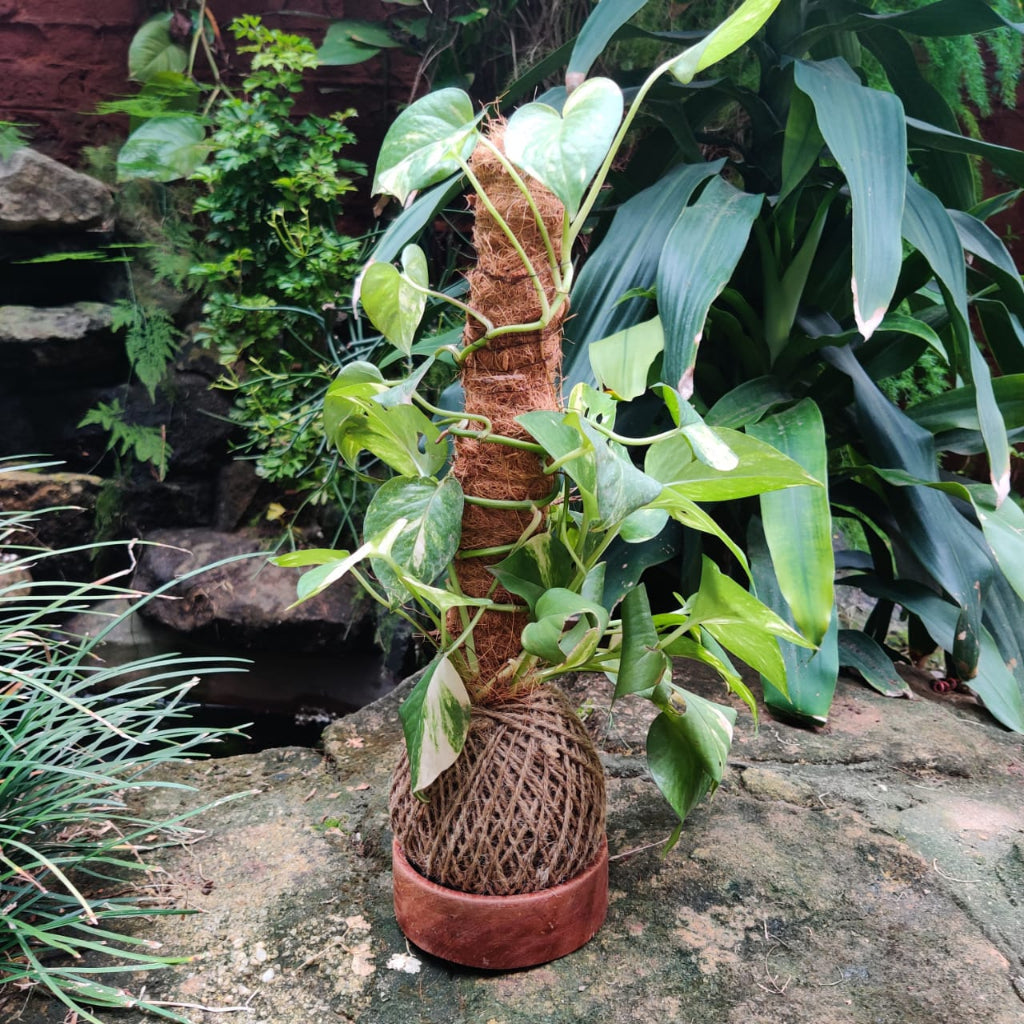 Kokedama Trellis Golden Pothos Plant - myBageecha